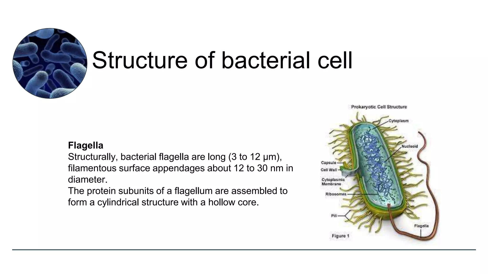 Flagella
Structurally, bacterial flagella are long (3 to 12 µm),
filamentous surface appendages about 12 to 30 nm in
diameter.
The protein subunits of a flagellum are assembled to
form a cylindrical structure with a hollow core.
Structure of bacterial cell
 