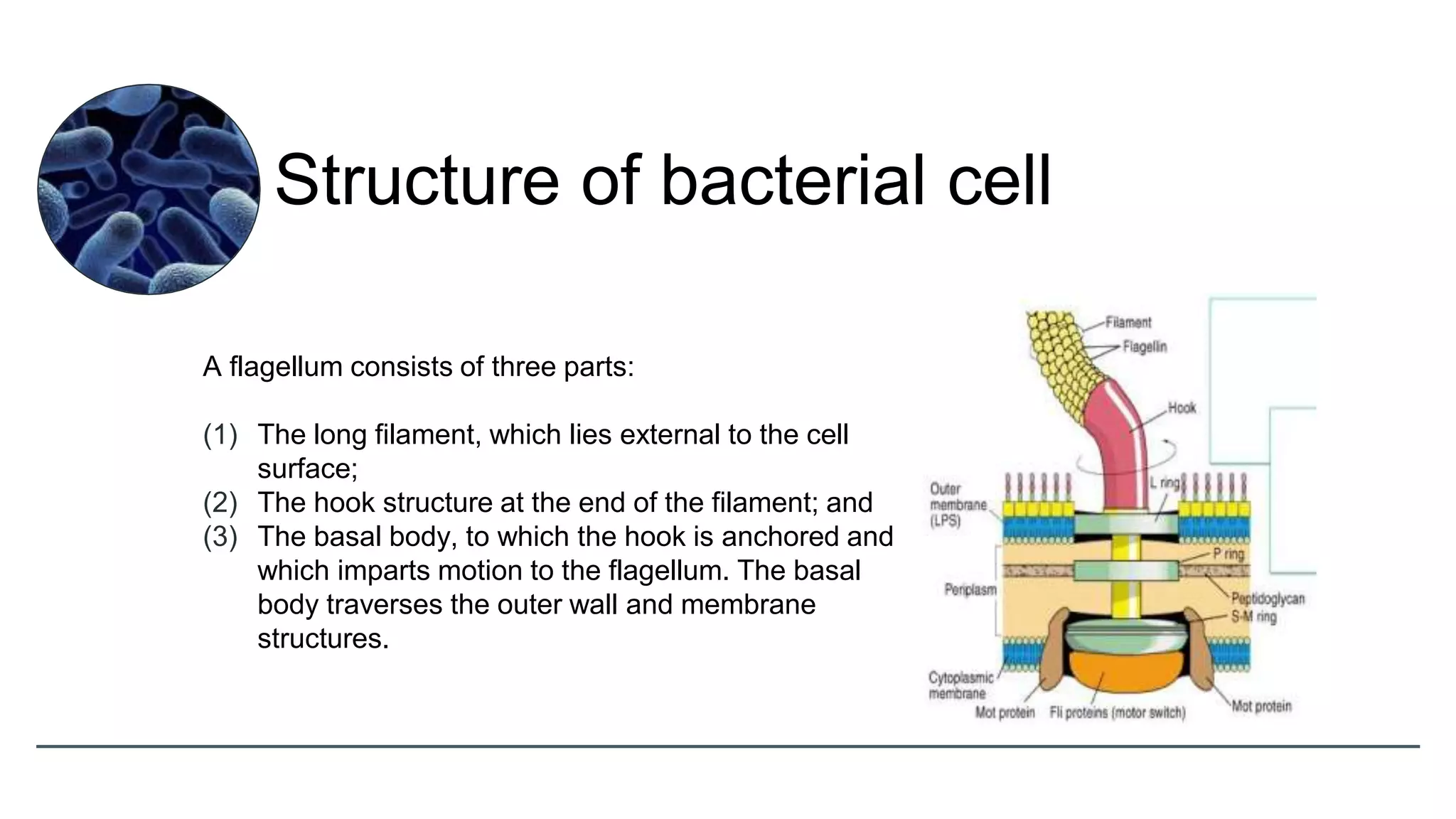 A flagellum consists of three parts:
(1) The long filament, which lies external to the cell
surface;
(2) The hook structure at the end of the filament; and
(3) The basal body, to which the hook is anchored and
which imparts motion to the flagellum. The basal
body traverses the outer wall and membrane
structures.
Structure of bacterial cell
 