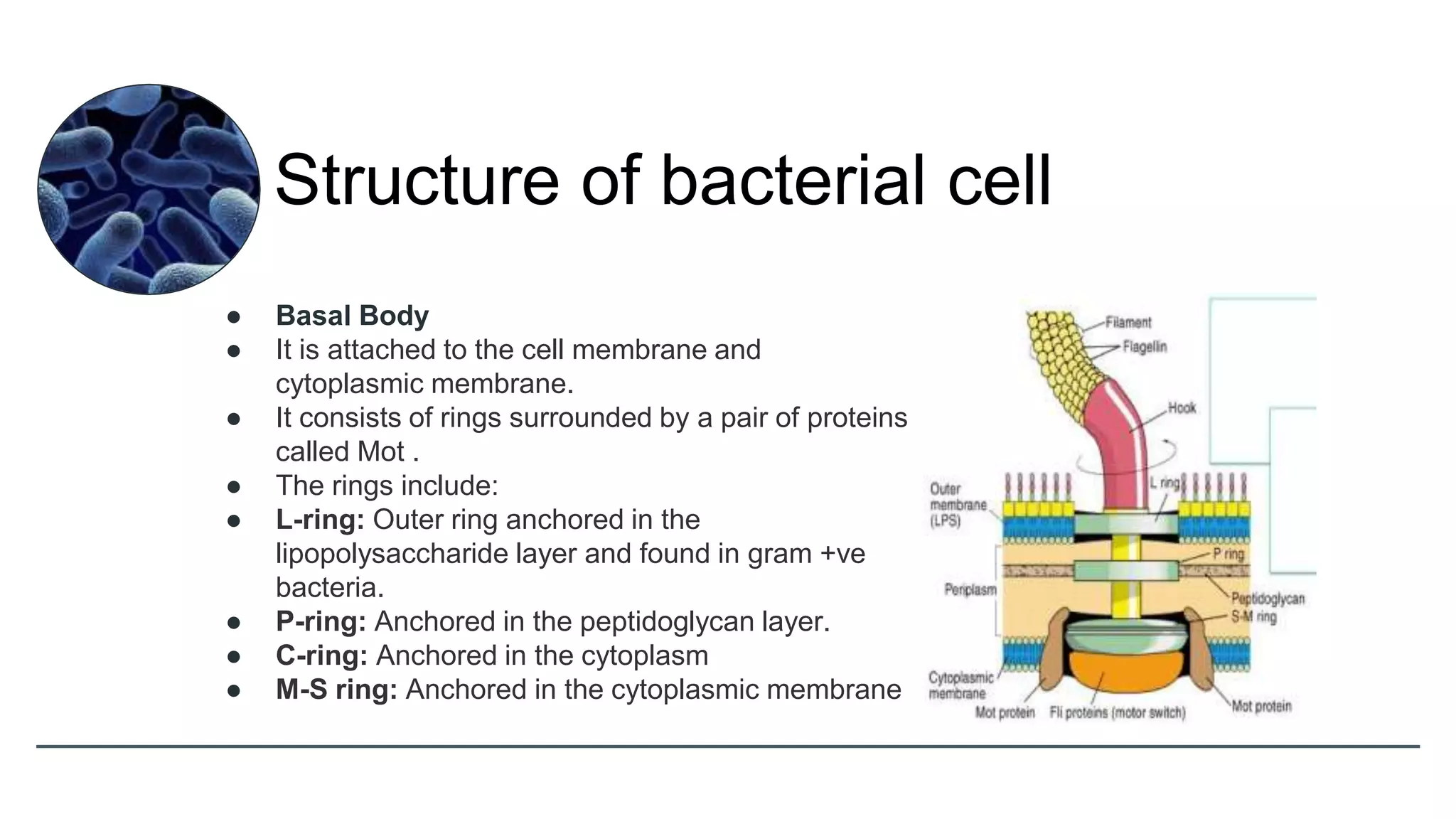 ● Basal Body
● It is attached to the cell membrane and
cytoplasmic membrane.
● It consists of rings surrounded by a pair of proteins
called Mot .
● The rings include:
● L-ring: Outer ring anchored in the
lipopolysaccharide layer and found in gram +ve
bacteria.
● P-ring: Anchored in the peptidoglycan layer.
● C-ring: Anchored in the cytoplasm
● M-S ring: Anchored in the cytoplasmic membrane
Structure of bacterial cell
 