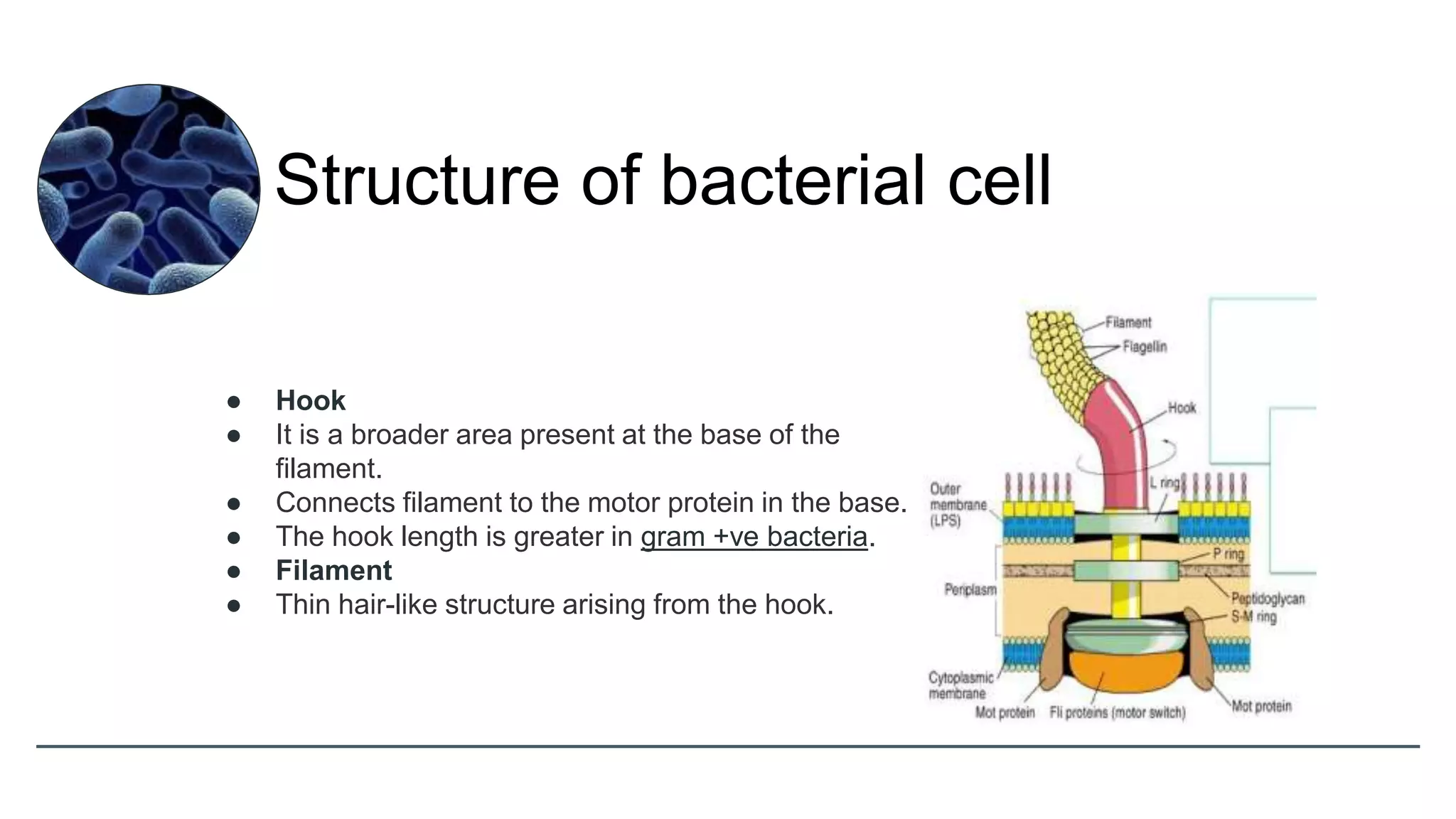 ● Hook
● It is a broader area present at the base of the
filament.
● Connects filament to the motor protein in the base.
● The hook length is greater in gram +ve bacteria.
● Filament
● Thin hair-like structure arising from the hook.
Structure of bacterial cell
 