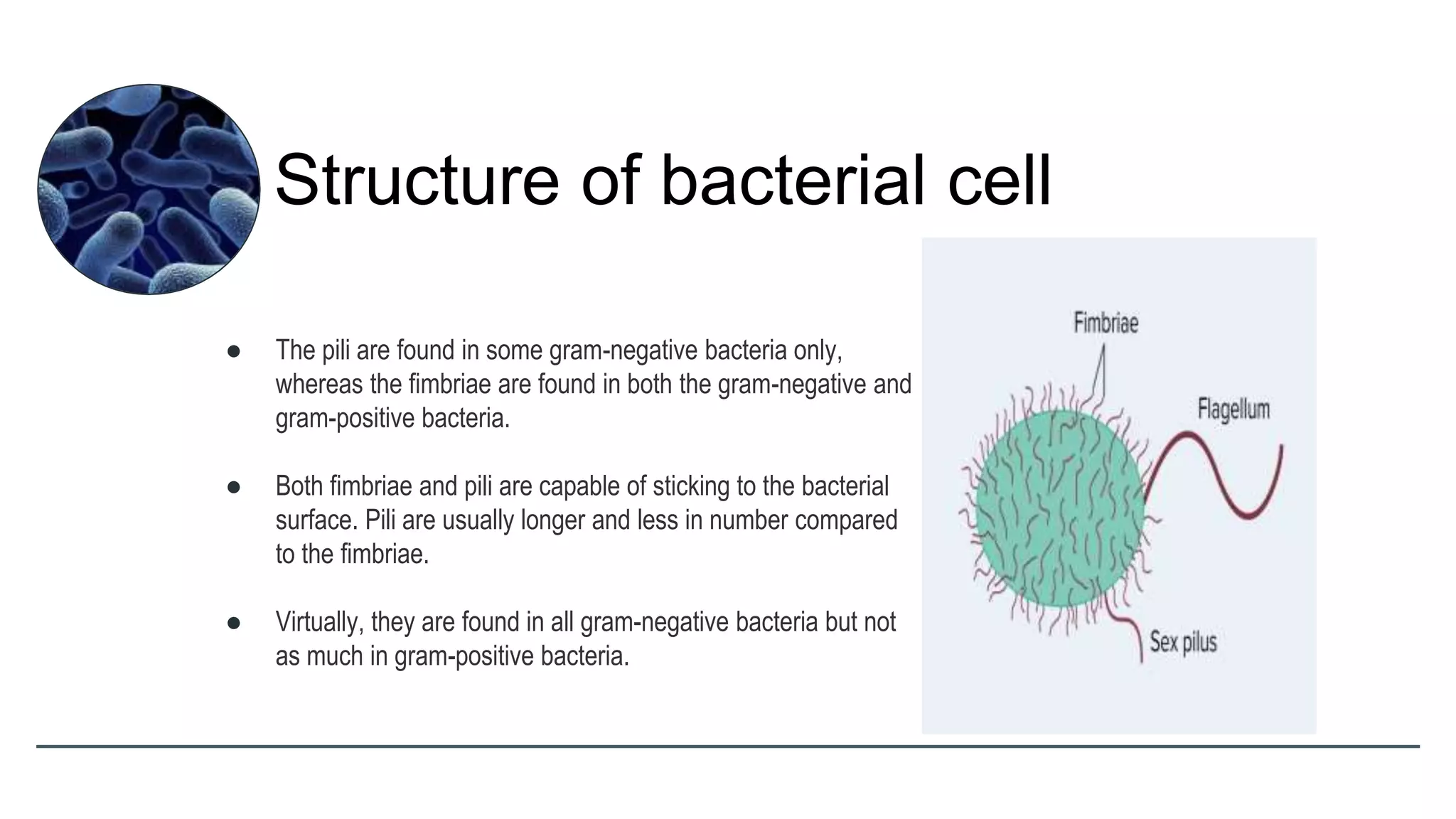 ● The pili are found in some gram-negative bacteria only,
whereas the fimbriae are found in both the gram-negative and
gram-positive bacteria.
● Both fimbriae and pili are capable of sticking to the bacterial
surface. Pili are usually longer and less in number compared
to the fimbriae.
● Virtually, they are found in all gram-negative bacteria but not
as much in gram-positive bacteria.
Structure of bacterial cell
 