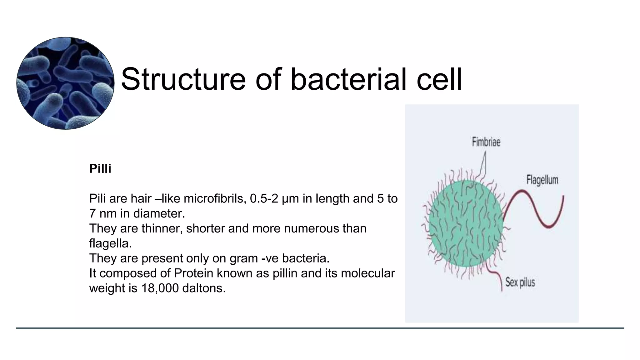 Pilli
Pili are hair –like microfibrils, 0.5-2 µm in length and 5 to
7 nm in diameter.
They are thinner, shorter and more numerous than
flagella.
They are present only on gram -ve bacteria.
It composed of Protein known as pillin and its molecular
weight is 18,000 daltons.
Structure of bacterial cell
 