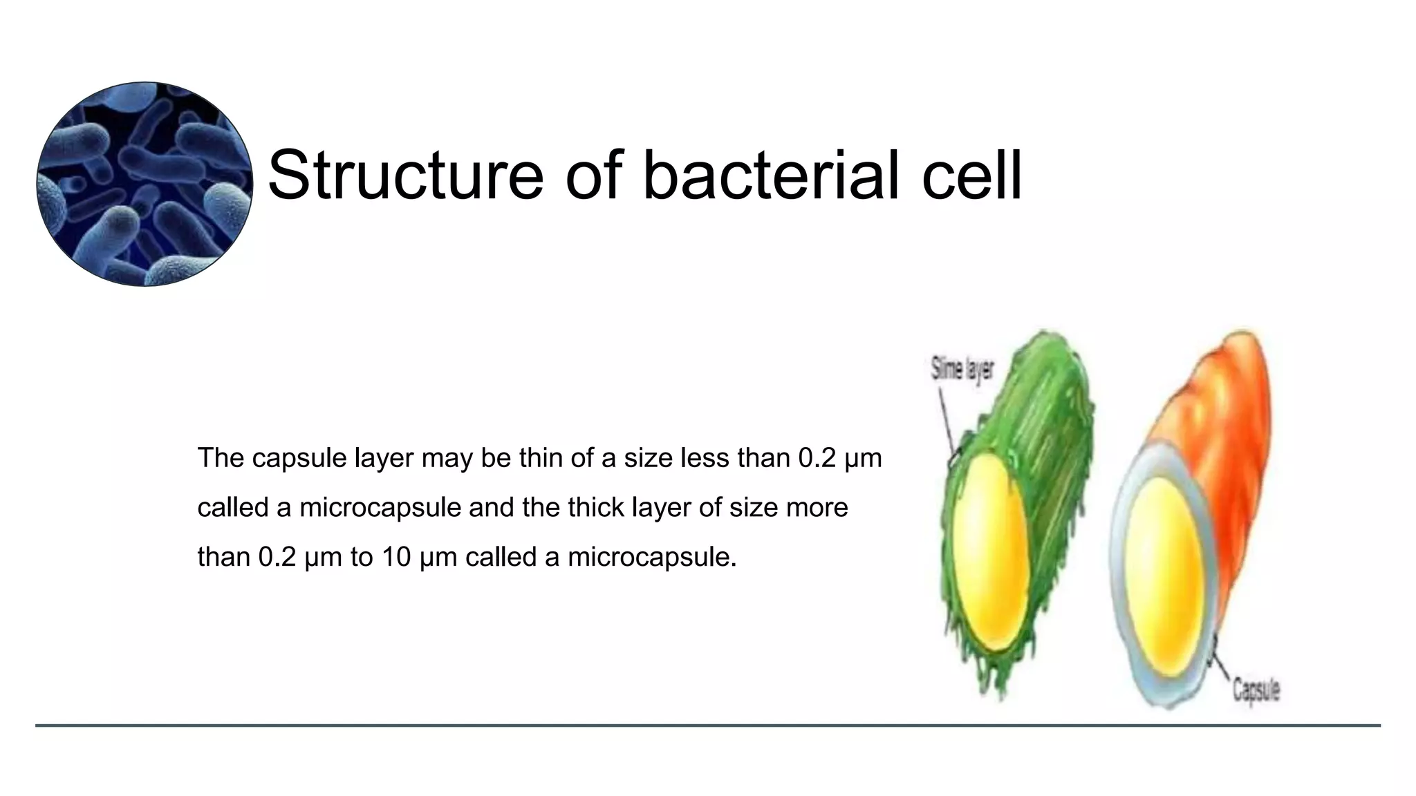 The capsule layer may be thin of a size less than 0.2 µm
called a microcapsule and the thick layer of size more
than 0.2 µm to 10 µm called a microcapsule.
Structure of bacterial cell
 