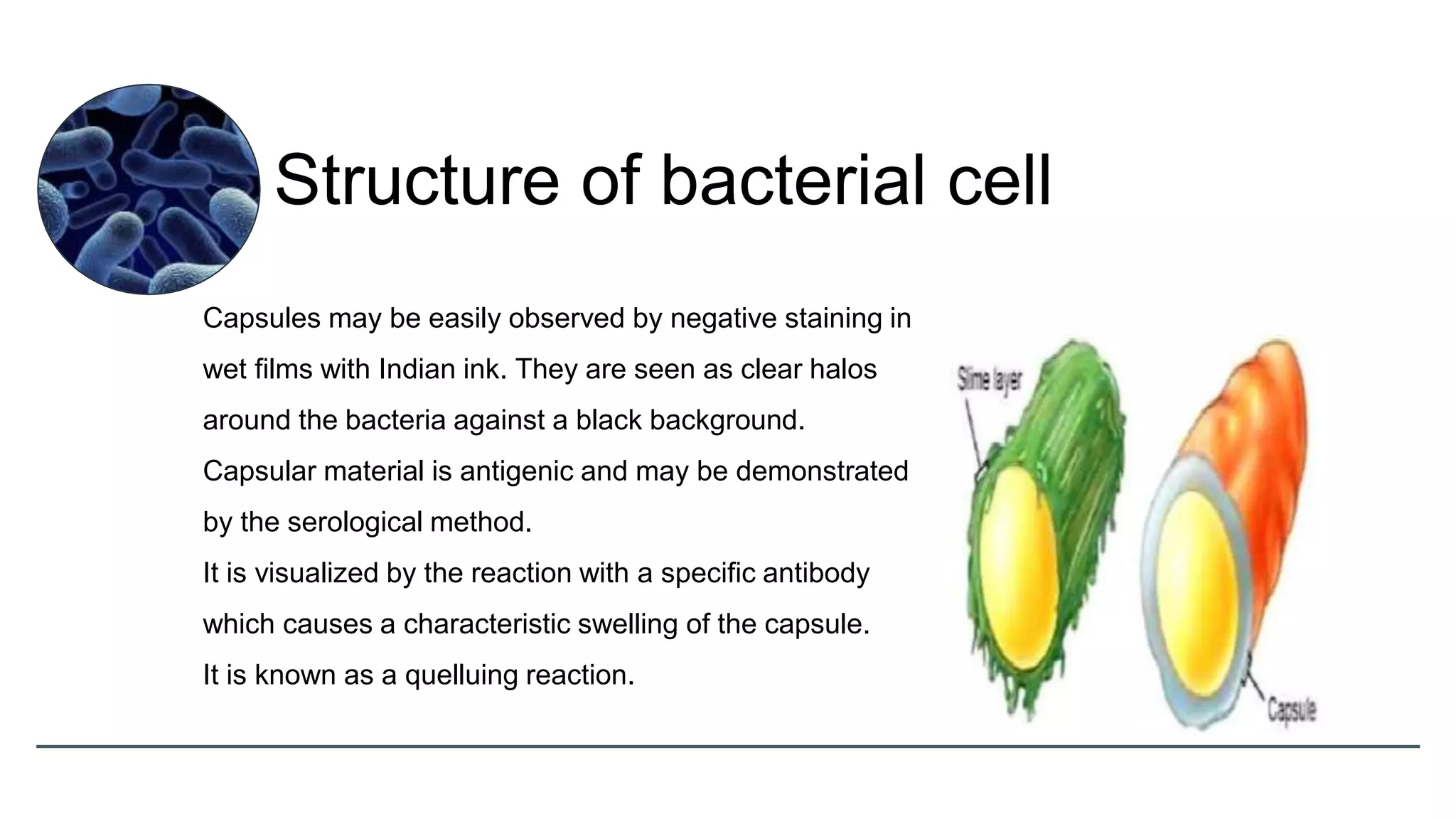 Capsules may be easily observed by negative staining in
wet films with Indian ink. They are seen as clear halos
around the bacteria against a black background.
Capsular material is antigenic and may be demonstrated
by the serological method.
It is visualized by the reaction with a specific antibody
which causes a characteristic swelling of the capsule.
It is known as a quelluing reaction.
Structure of bacterial cell
 