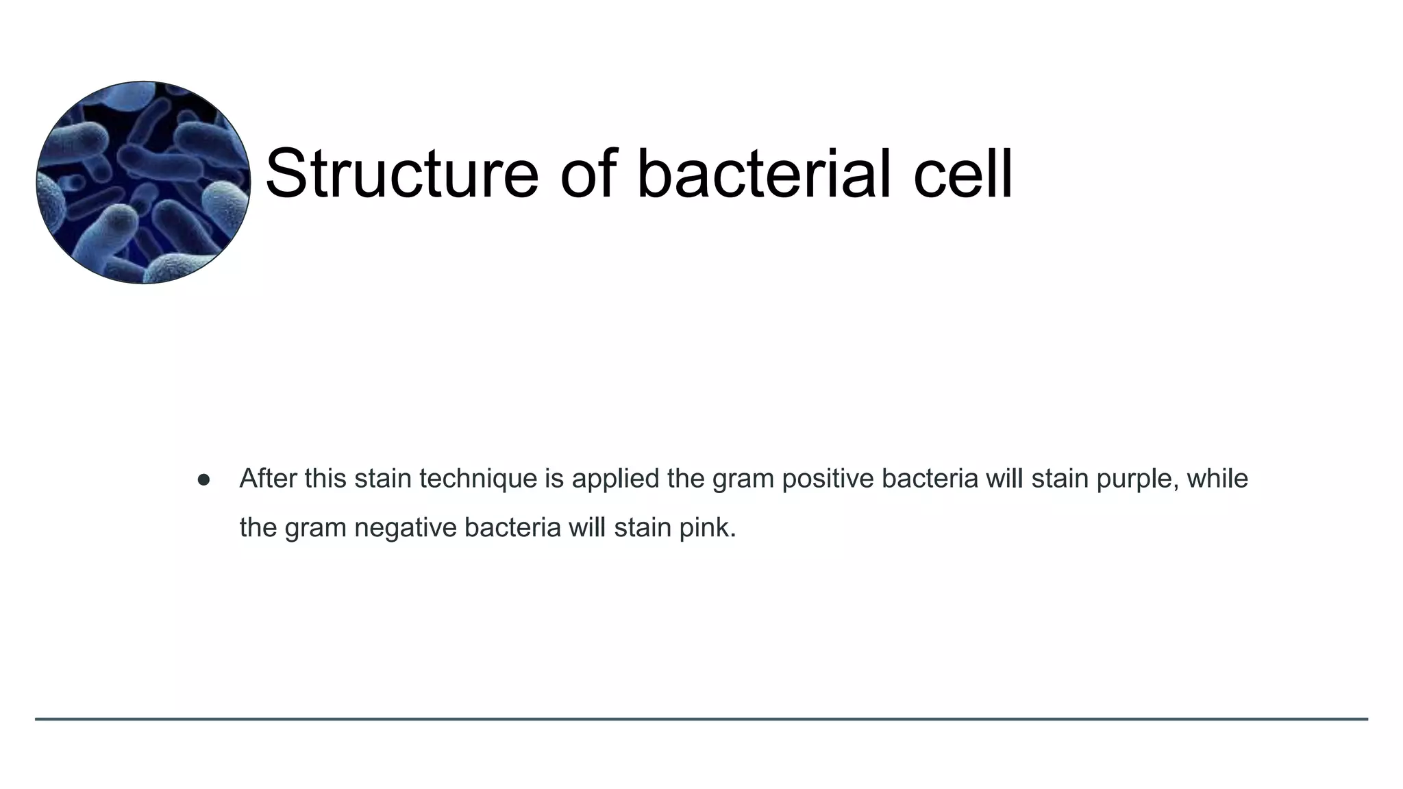 ● After this stain technique is applied the gram positive bacteria will stain purple, while
the gram negative bacteria will stain pink.
Structure of bacterial cell
 