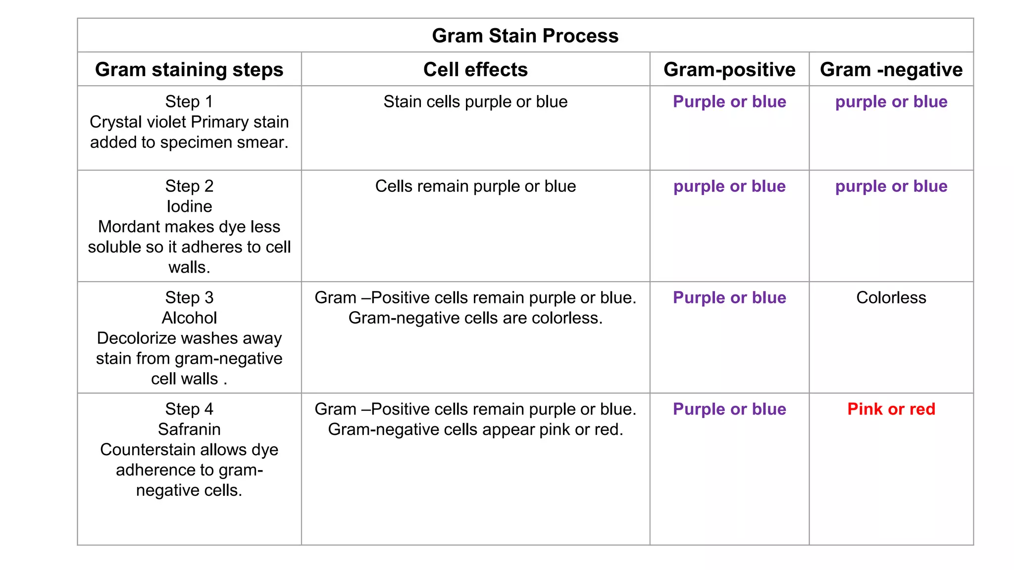 Gram Stain Process
Gram staining steps Cell effects Gram-positive Gram -negative
Step 1
Crystal violet Primary stain
added to specimen smear.
Stain cells purple or blue Purple or blue purple or blue
Step 2
Iodine
Mordant makes dye less
soluble so it adheres to cell
walls.
Cells remain purple or blue purple or blue purple or blue
Step 3
Alcohol
Decolorize washes away
stain from gram-negative
cell walls .
Gram –Positive cells remain purple or blue.
Gram-negative cells are colorless.
Purple or blue Colorless
Step 4
Safranin
Counterstain allows dye
adherence to gram-
negative cells.
Gram –Positive cells remain purple or blue.
Gram-negative cells appear pink or red.
Purple or blue Pink or red
 