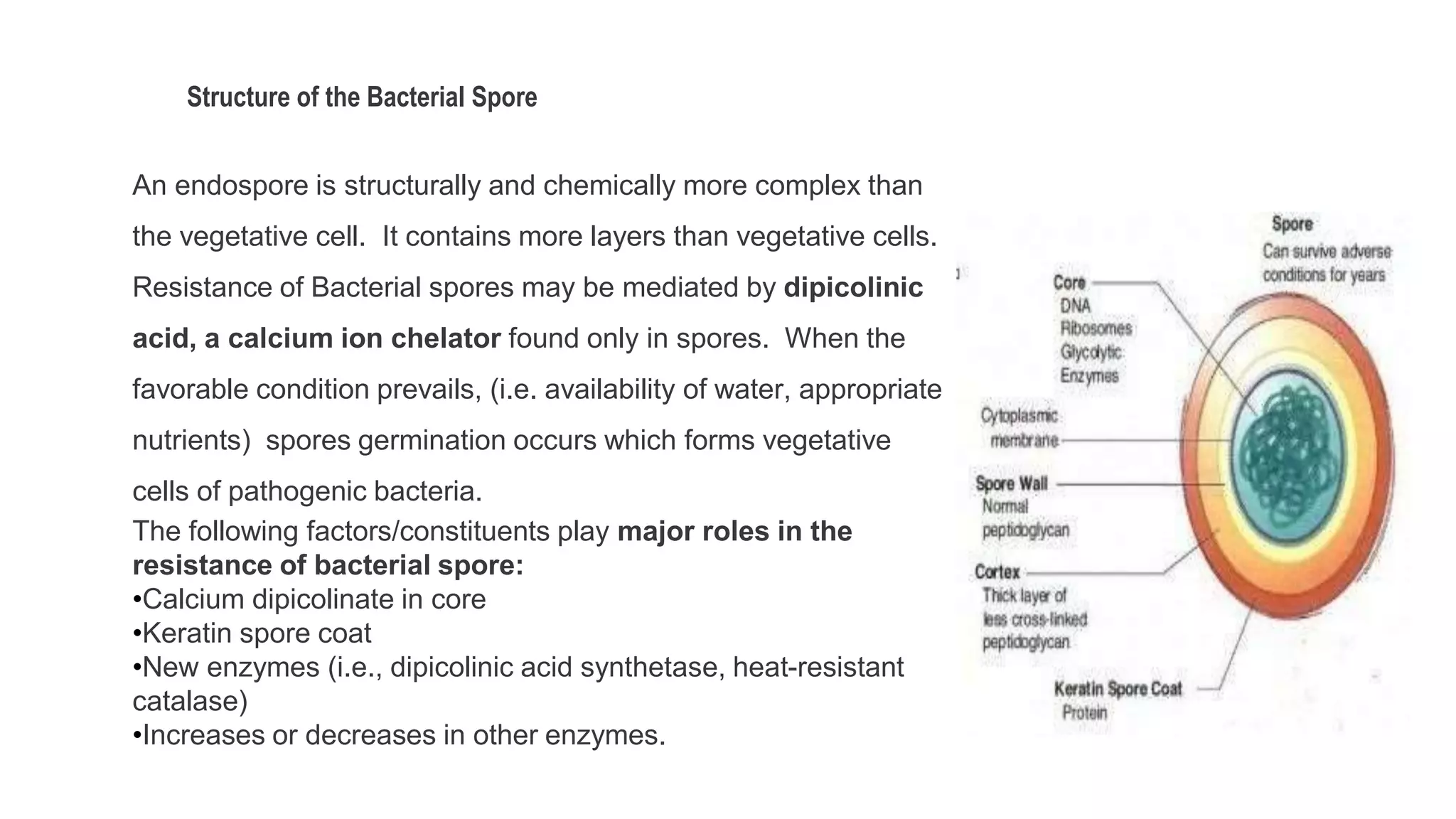 Structure of the Bacterial Spore
An endospore is structurally and chemically more complex than
the vegetative cell. It contains more layers than vegetative cells.
Resistance of Bacterial spores may be mediated by dipicolinic
acid, a calcium ion chelator found only in spores. When the
favorable condition prevails, (i.e. availability of water, appropriate
nutrients) spores germination occurs which forms vegetative
cells of pathogenic bacteria.
The following factors/constituents play major roles in the
resistance of bacterial spore:
•Calcium dipicolinate in core
•Keratin spore coat
•New enzymes (i.e., dipicolinic acid synthetase, heat-resistant
catalase)
•Increases or decreases in other enzymes.
 