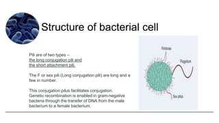 Pili Structure Simple Bacteria.pptx