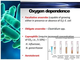 Oxygendependence
• Facultative anaerobe (capable of growing
either in presence or absence of O2)- E. coli
• Obligate anaerobe – Clostridium spp.
• Capnophilic (require increased concentration
of CO2, i.e., 5-10%) –
H. influenzae,
N. gonorrhoeae
• Aerotolerant 18
 