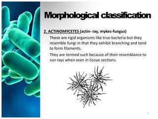 Morphologicalclassification
2. ACTINOMYCETES (actin- ray, mykes-fungus)
These are rigid organisms like true bacteria but they
resemble fungi in that they exhibit branching and tend
to form filaments.
They are termed such because of their resemblance to
sun rays when seen in tissue sections.
7
 