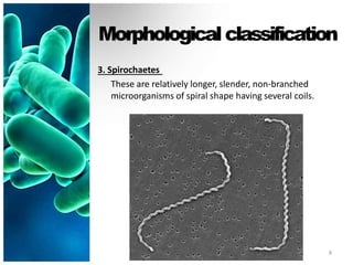 Morphologicalclassification
3. Spirochaetes
These are relatively longer, slender, non-branched
microorganisms of spiral shape having several coils.
8
 