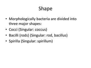 Shape
• Morphologically bacteria are divided into
three major shapes:
• Cocci (Singular: coccus)
• Bacilli (rods) (Singular: rod, bacillus)
• Spirilla (Singular: spirillum)
 
