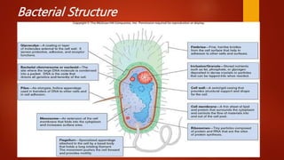 BACTERIA.pptx