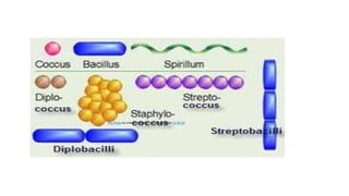 Bacteria.pptx