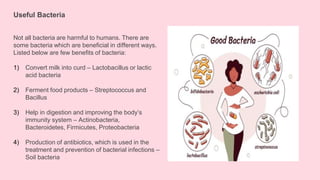 Useful Bacteria
Not all bacteria are harmful to humans. There are
some bacteria which are beneficial in different ways.
Listed below are few benefits of bacteria:
1) Convert milk into curd – Lactobacillus or lactic
acid bacteria
2) Ferment food products – Streptococcus and
Bacillus
3) Help in digestion and improving the body’s
immunity system – Actinobacteria,
Bacteroidetes, Firmicutes, Proteobacteria
4) Production of antibiotics, which is used in the
treatment and prevention of bacterial infections –
Soil bacteria
 