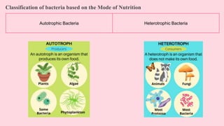 Classification of bacteria based on the Mode of Nutrition
Autotrophic Bacteria Heterotrophic Bacteria
 