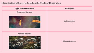 Classification of bacteria based on the Mode of Respiration
Type of Classification Examples
Anaerobic Bacteria
Actinomyces
Aerobic Bacteria
Mycobacterium
 