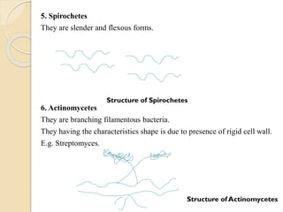 Bacteria, Different sizes and Shapes of of bacteria | PDF