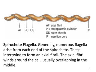 Bacteria: Structure, Classification, and Motility | PPT