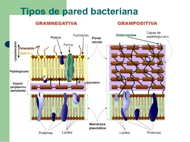 Bacteria