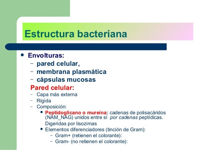 Organizacion Procariota Bacterias Y Arqueobacterias