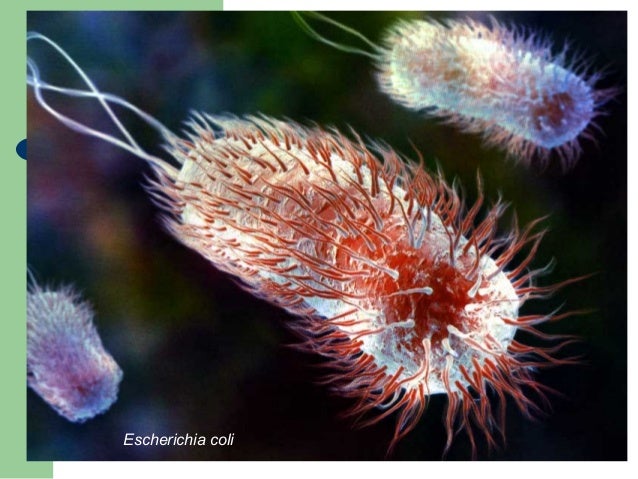 Organización procariota: bacterias y arqueobacterias