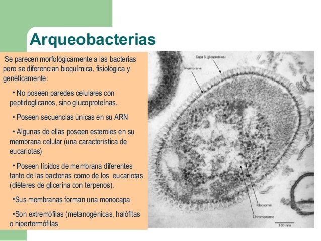 Organización procariota: bacterias y arqueobacterias