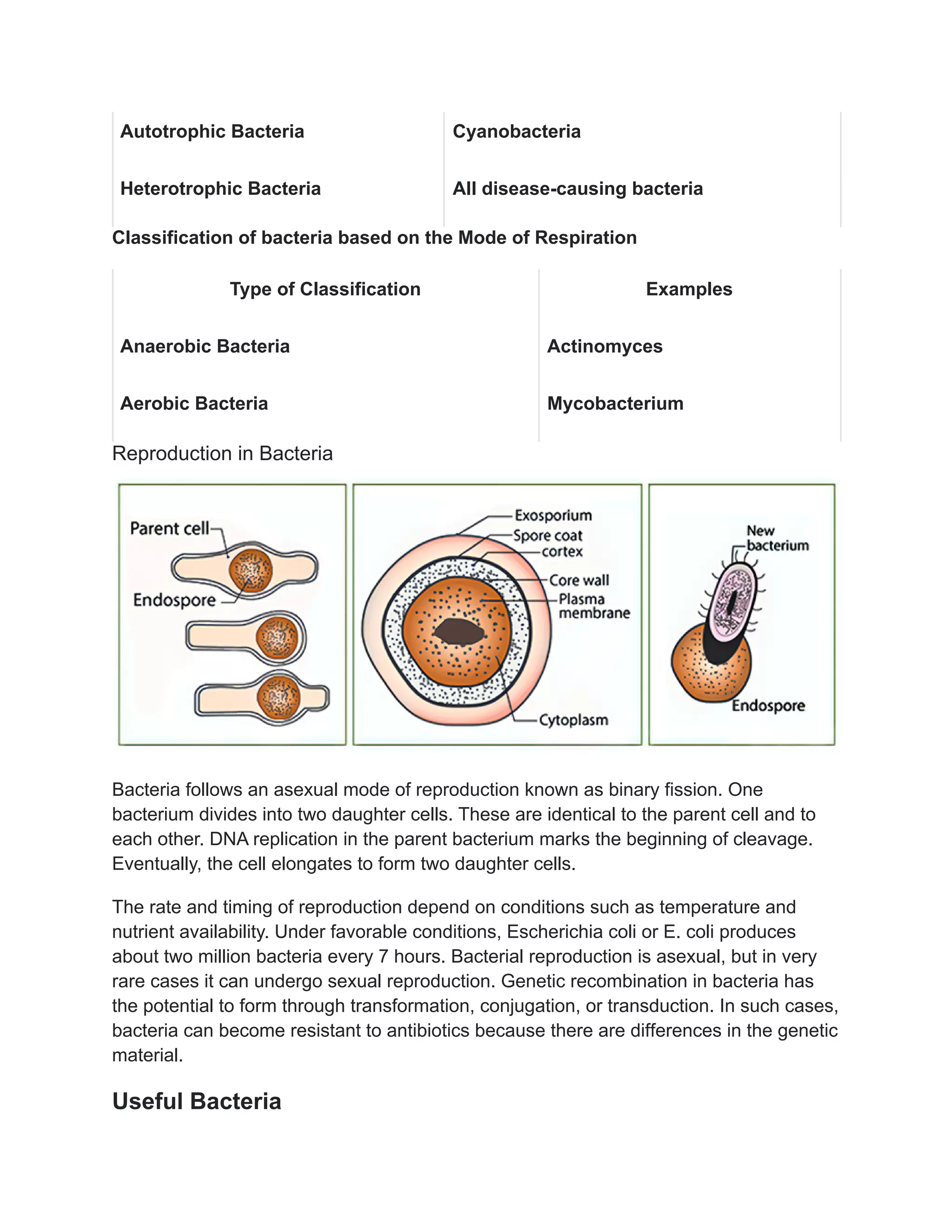 Autotrophic Bacteria Cyanobacteria
Heterotrophic Bacteria All disease-causing bacteria
Classification of bacteria based on the Mode of Respiration
Type of Classification Examples
Anaerobic Bacteria Actinomyces
Aerobic Bacteria Mycobacterium
Reproduction in Bacteria
Bacteria follows an asexual mode of reproduction known as binary fission. One
bacterium divides into two daughter cells. These are identical to the parent cell and to
each other. DNA replication in the parent bacterium marks the beginning of cleavage.
Eventually, the cell elongates to form two daughter cells.
The rate and timing of reproduction depend on conditions such as temperature and
nutrient availability. Under favorable conditions, Escherichia coli or E. coli produces
about two million bacteria every 7 hours. Bacterial reproduction is asexual, but in very
rare cases it can undergo sexual reproduction. Genetic recombination in bacteria has
the potential to form through transformation, conjugation, or transduction. In such cases,
bacteria can become resistant to antibiotics because there are differences in the genetic
material.
Useful Bacteria
 