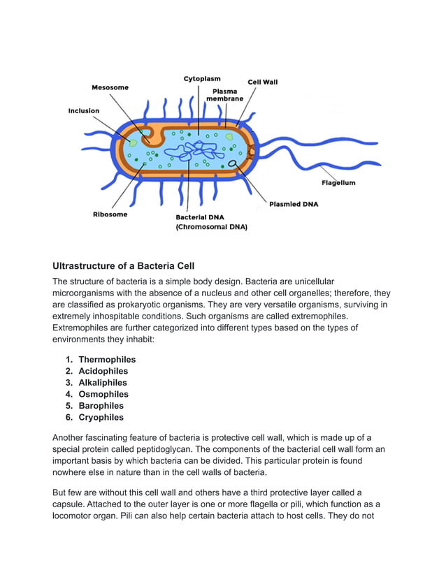 BACTERIA DEFINITION, DIAGRAM, AND CLASSIFICATION.pdf