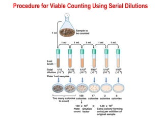 Procedure for Viable Counting Using Serial Dilutions
 