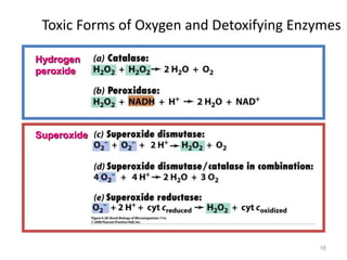 16
Toxic Forms of Oxygen and Detoxifying Enzymes
Hydrogen
peroxide
Superoxide
 