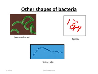 07.09.08 Dr Ekta Chourasia
Other shapes of bacteria
Comma shaped
Spirochetes
Spirilla
 