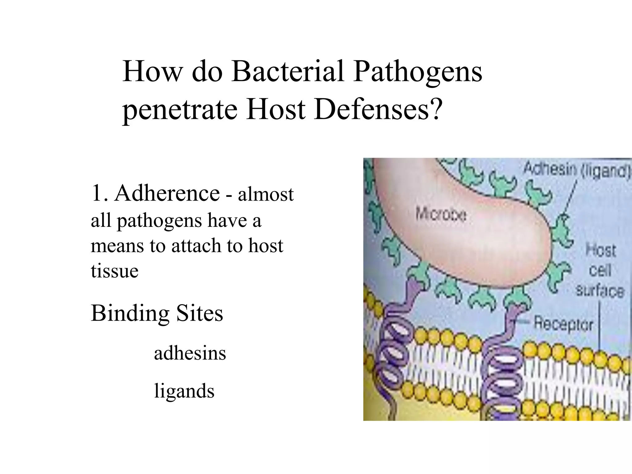 How do Bacterial Pathogens
penetrate Host Defenses?
1. Adherence - almost
all pathogens have a
means to attach to host
tissue
Binding Sites
adhesins
ligands
 