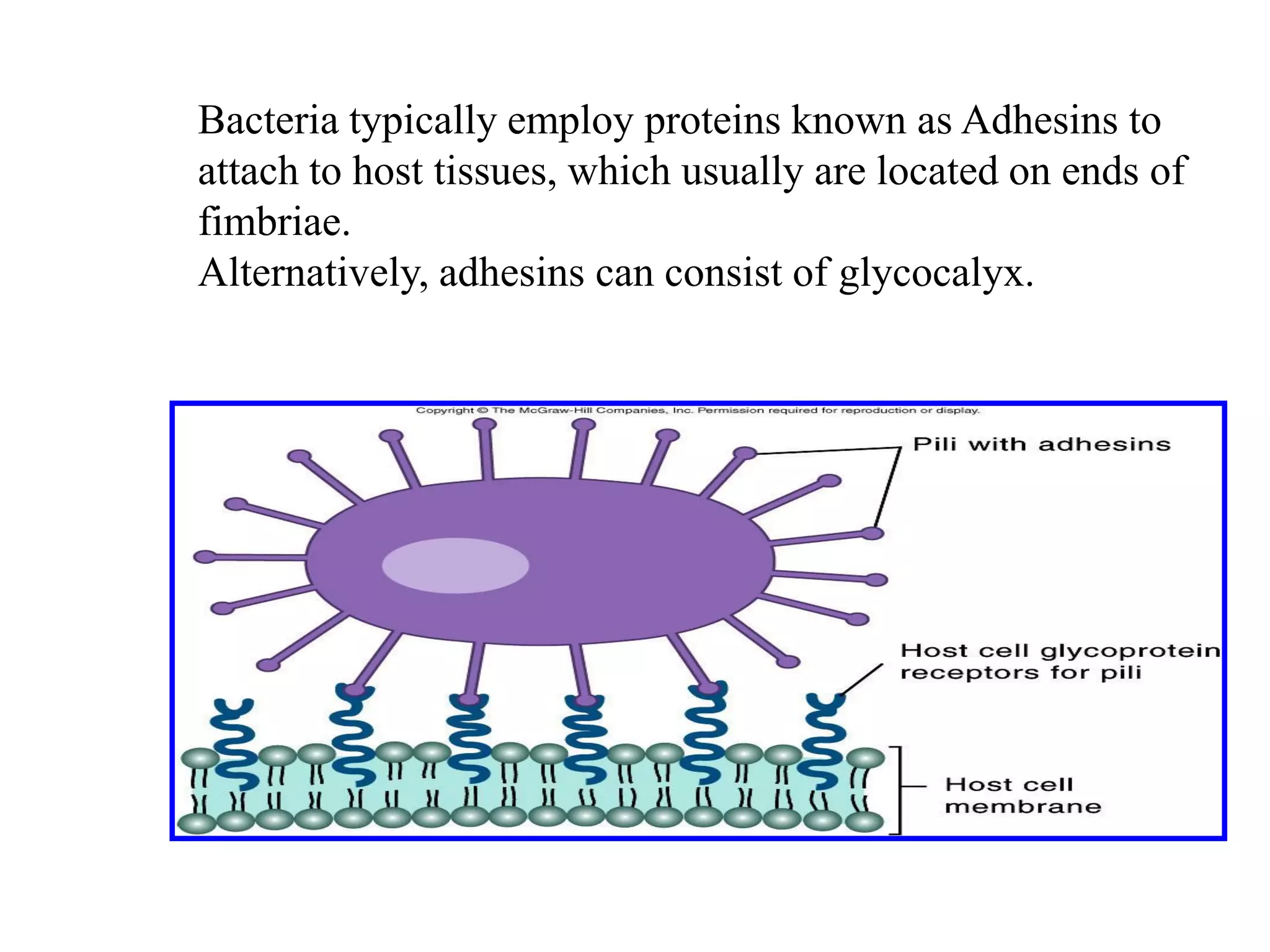 Bacteria typically employ proteins known as Adhesins to
attach to host tissues, which usually are located on ends of
fimbriae.
Alternatively, adhesins can consist of glycocalyx.
 