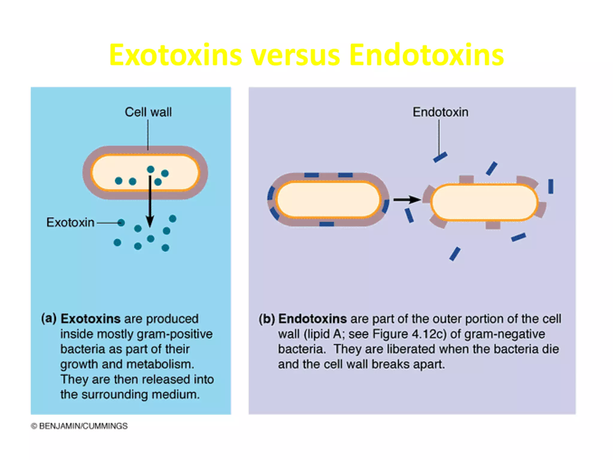 Exotoxins versus Endotoxins
 