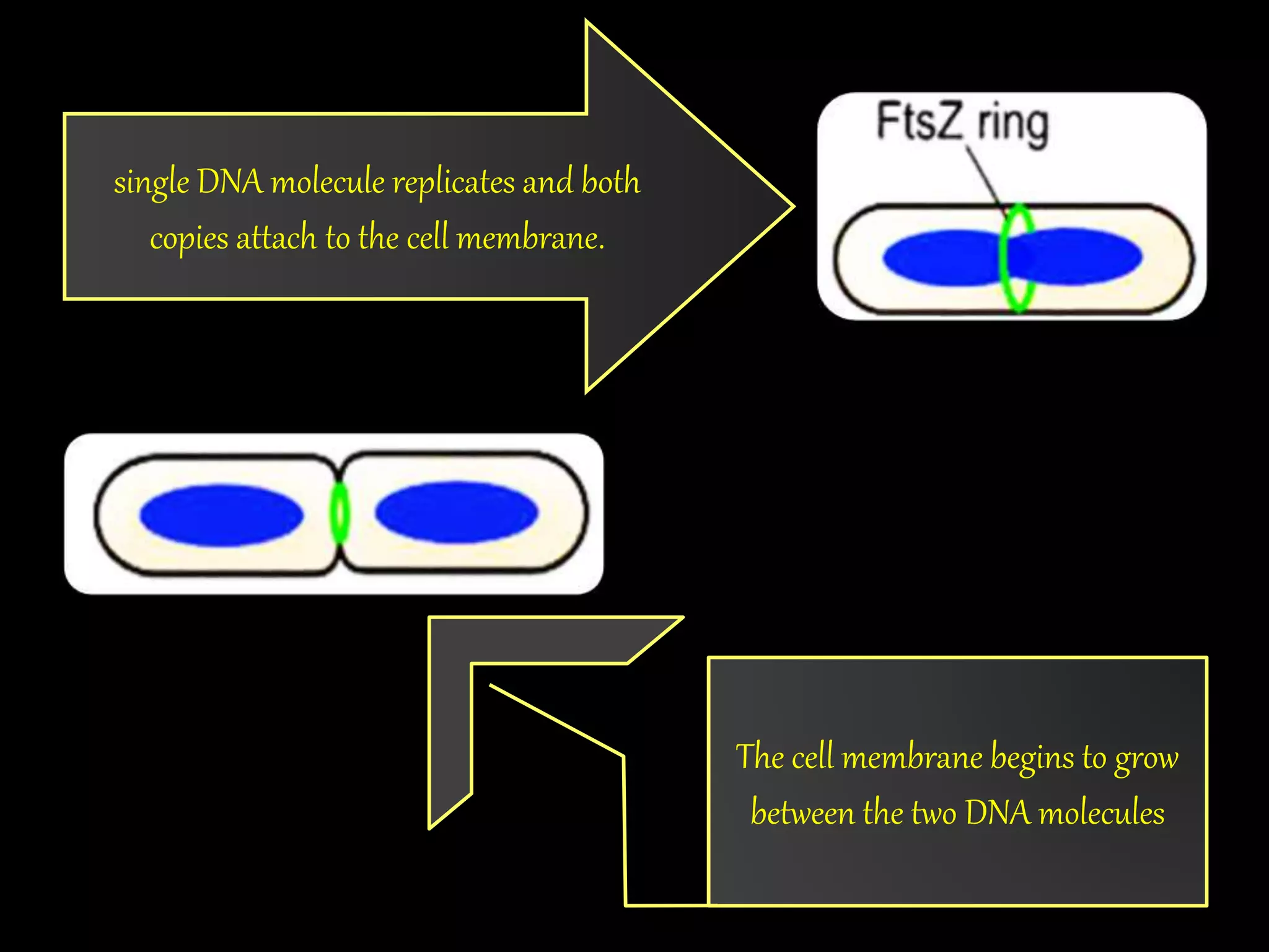 single DNA molecule replicates and both
copies attach to the cell membrane.
The cell membrane begins to grow
between the two DNA molecules
 