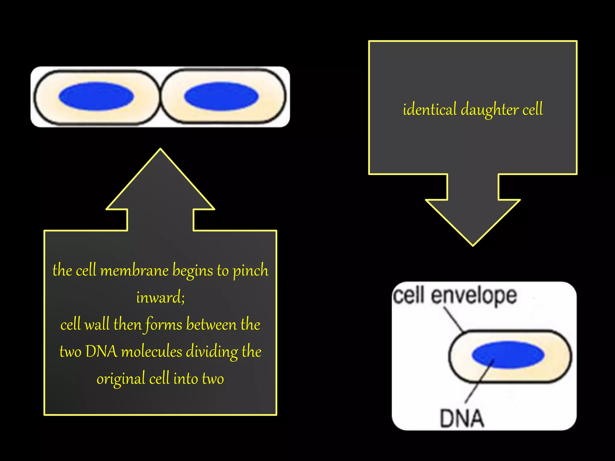 the cell membrane begins to pinch
inward;
cell wall then forms between the
two DNA molecules dividing the
original cell into two
identical daughter cell
 