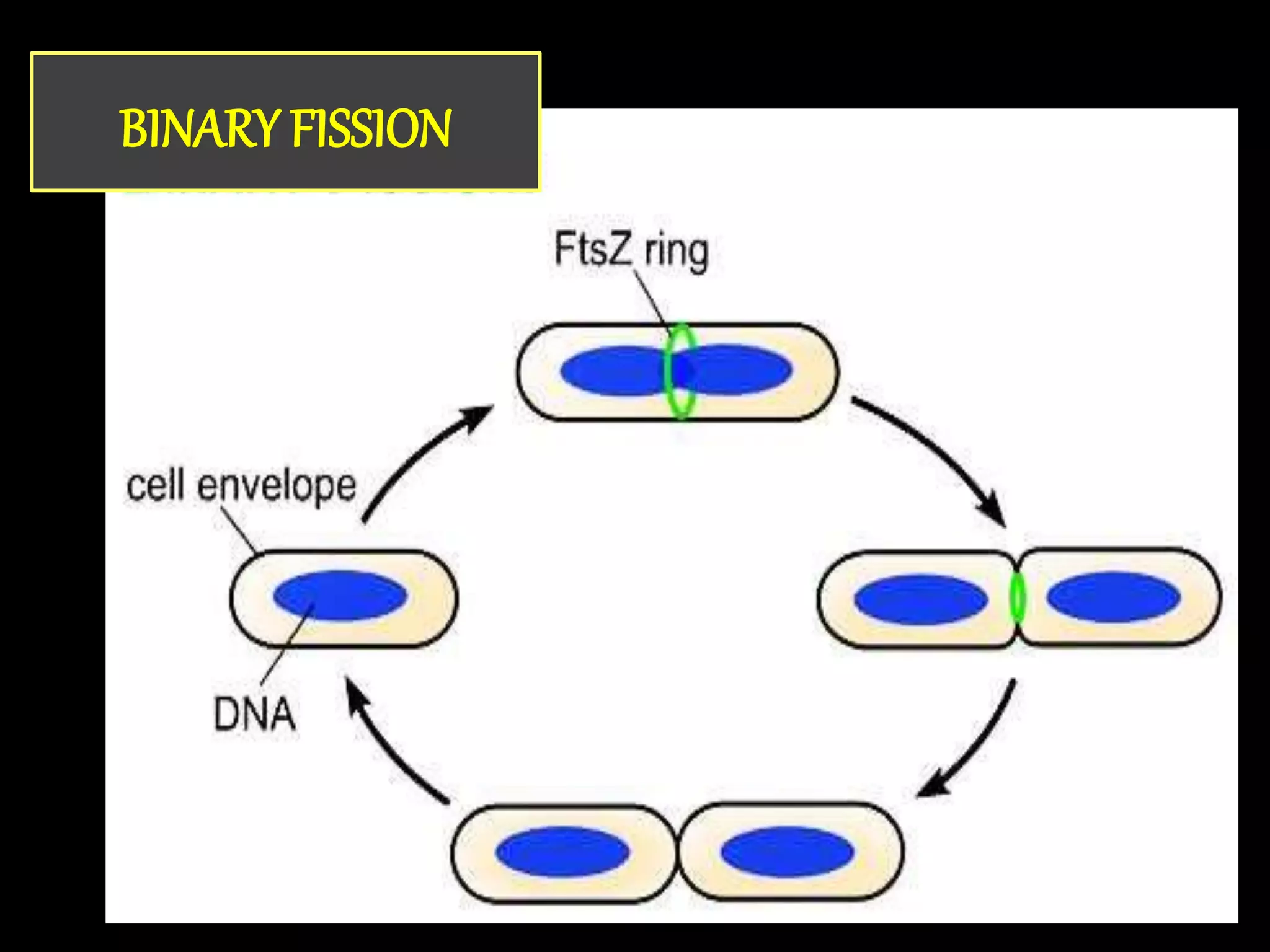 BINARY FISSION
 