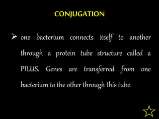 CONJUGATION
 one bacterium connects itself to another
through a protein tube structure called a
PILUS. Genes are transferred from one
bacterium to the other through this tube.
 