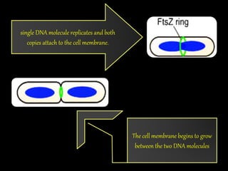 single DNA molecule replicates and both
copies attach to the cell membrane.
The cell membrane begins to grow
between the two DNA molecules
 