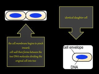 the cell membrane begins to pinch
inward;
cell wall then forms between the
two DNA molecules dividing the
original cell into two
identical daughter cell
 