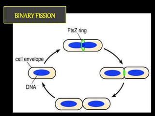 BINARY FISSION
 