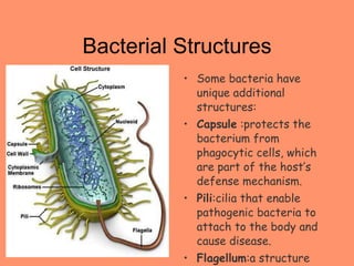 Bacterial Structures Some bacteria have unique additional structures: Capsule  :protects the bacterium from phagocytic cells, which are part of the host’s defense mechanism. Pili :cilia that enable pathogenic bacteria to attach to the body and cause disease. Flagellum :a structure used for locomotion. 