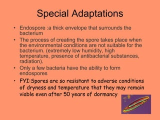 Special Adaptations Endospore :a thick envelope that surrounds the bacterium The process of creating the spore takes place when the environmental conditions are not suitable for the bacterium. (extremely low humidity, high temperature, presence of antibacterial substances, radiation).  Only a few bacteria have the ability to form endospores  FYI:Spores are so resistant to adverse conditions of dryness and temperature that they may remain viable even after 50 years of dormancy 
