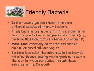 Friendly Bacteria In the human digestive system, there are different species of friendly bacteria.  These bacteria are important in the metabolism of food, the production of enzymes and vitamins (e.g., bacteria that manufacture vitamin B or vitamin K) Make food , especially dairy products such as cheese, cultured milk and yogurt, Bacteria located at the entrances to the body do not allow disease-causing microorganisms to settle there or to invade our bodies through these entrance points. I.e mouth 