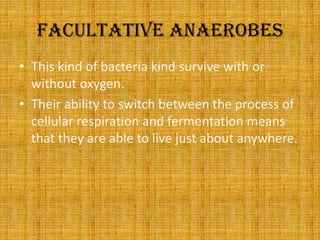 Facultative anaerobesThis kind of bacteria kind survive with or without oxygen.Their ability to switch between the process of cellular respiration and fermentation means that they are able to live just about anywhere.