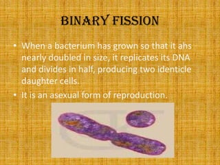 Binary fissionWhen a bacterium has grown so that it ahs nearly doubled in size, it replicates its DNA and divides in half, producing two identicle daughter cells.It is an asexual form of reproduction.