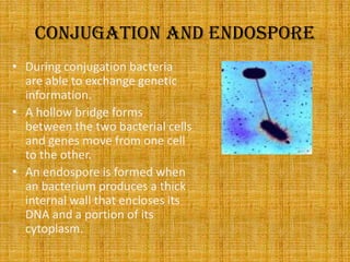 Conjugation and endosporeDuring conjugation bacteria are able to exchange genetic information.A hollow bridge forms between the two bacterial cells and genes move from one cell to the other.An endospore is formed when an bacterium produces a thick internal wall that encloses its DNA and a portion of its cytoplasm.