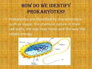 How do we identify prokaryotes?Prokaryotes are identified by characteristics such as shape, the chemical nature of their cell walls, the way they move and the way the obtain energy.