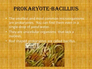 Prokaryote-bacilliusThe smallest and most common microorganisms are prokaryotes.  You can find them even in a single drop of pond water.They are unicellular organisms  that lack a nucleus.Rod shaped prokaryotes are called bacillus.